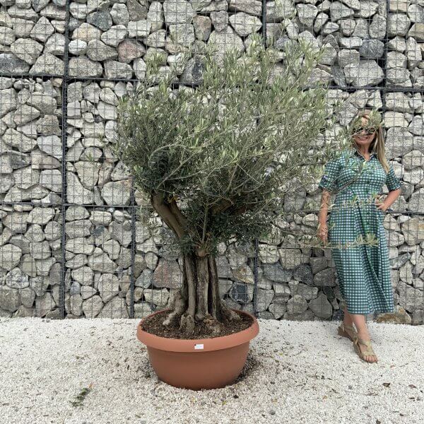 Olive Tree Gnarled XXL Natural Crown (In Patio Pot) H968 - 2F05A45C C1B5 4E7E 8778 AB50C199241C scaled