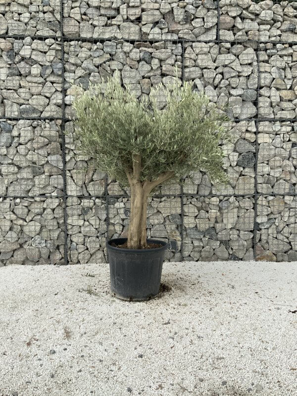 Tuscan Olive Tree XXL Fluted/Chunky Multistem J080 - 307E955B 9412 4401 948D 1DC5C9C2FBDE scaled