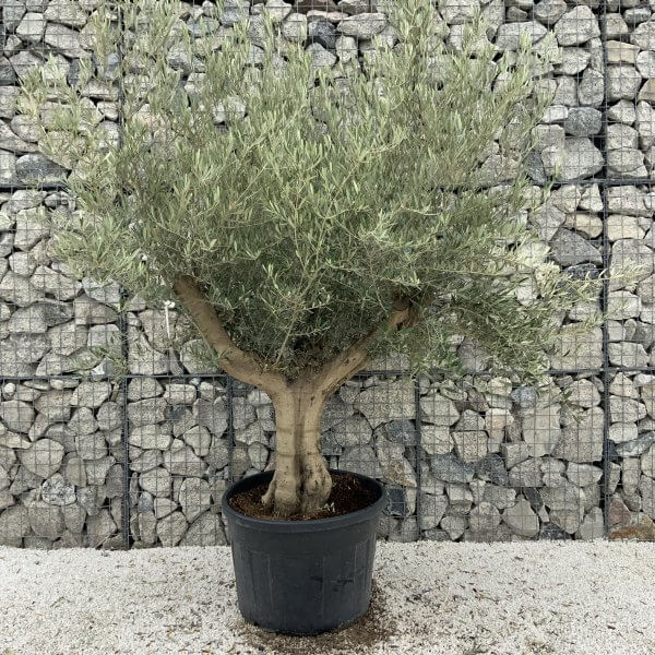 Tuscan Olive Tree XXL Fluted/Chunky Multistem J124 - 32180CBA 46F7 45CD AA90 18848724B3AA scaled