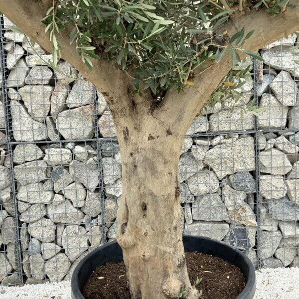 Tuscan Olive Tree XXL Fluted/Chunky Multistem J036 - 32769F7D 29E4 4C81 9C09 1A939067CEDC scaled