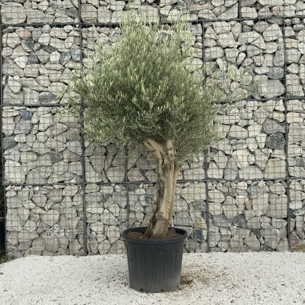 Tuscan Olive Tree XXL Fluted/Chunky Multistem J069 - 3506213B 42AB 4D2A 9055 FCB9E31A443A scaled