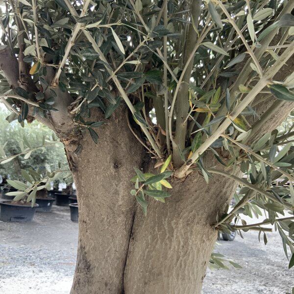 Tuscan Olive Tree XXL Fluted/Chunky Multistem J013 - 3653F438 EF83 40AB BE41 332182A321E7 scaled