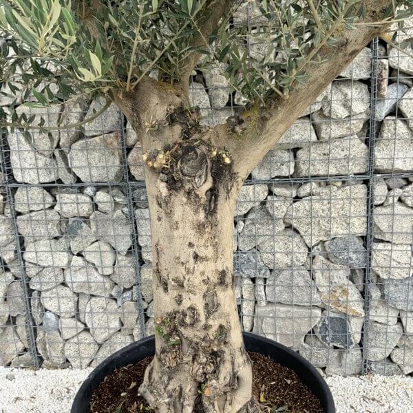 Tuscan Olive Tree XXL Fluted/Chunky Multistem J117 - 37174CAC 5C86 450A A367 36C78A043096 1 105 c 1