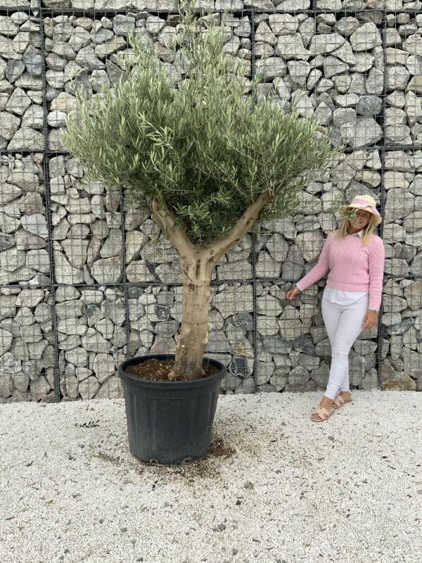 Tuscan Olive Tree XXL Fluted/Chunky Multistem J087 - 37300FD9 EE02 46DD 8E06 2F8B11E89EC8 scaled