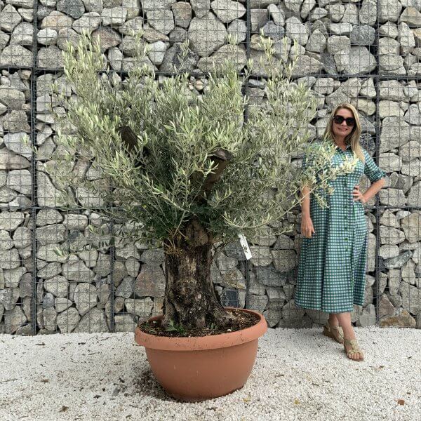 Olive Tree Gnarled XXL Natural Crown (In Patio Pot) H923 - 3791E828 CCFA 4F75 B4AE 9844793CAFC7 scaled