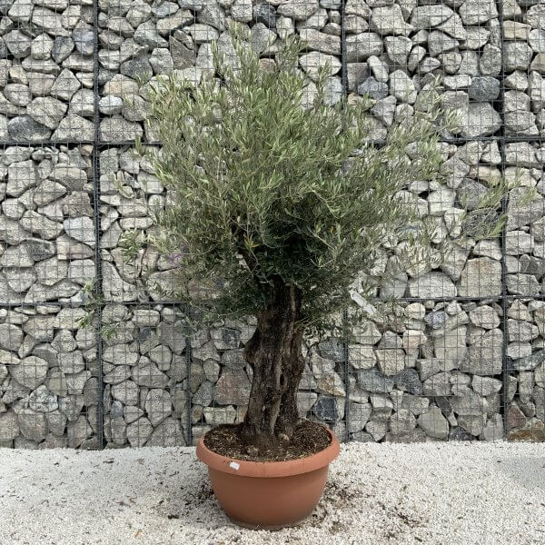 Olive Tree Gnarled XXL Natural Crown (In Patio Pot) H944 - 38783109 76BD 4B3B A5AC 4950BAC1BD88 scaled