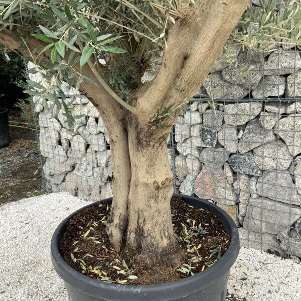 Tuscan Olive Tree XXL Fluted/Chunky Multistem J141 - 3894E351 856C 423D 9175 45E70A0A8C2E scaled