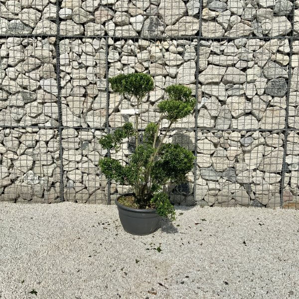 Ilex Maximowicziana Cloud Tree J183 - 389F3F20 8826 404F 8198 4107287320CC 1 201 a scaled