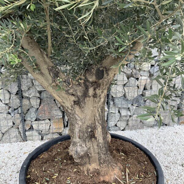 Gnarled Olive Tree XL Multi Stem Low Bowl J166 - 39FB4AEF 6B00 49EE 8766 47BE01AB7262 scaled