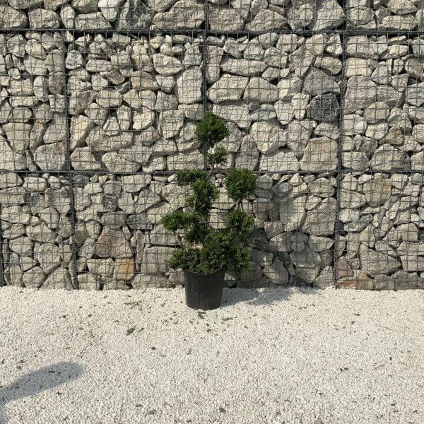 Ilex Crenata Kinme Cloud Tree J235 - 3A40764E 7B6D 4FD5 827F D180A9B97310 scaled