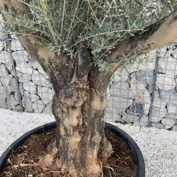 Gnarled Olive Tree XL Multi Stem Low Bowl J174 - 3A72C492 2954 4155 B840 1A043EE81A8E scaled