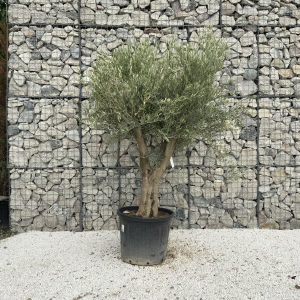 Tuscan Olive Tree XXL Fluted/Chunky Multistem J062 - 3AE744AC 8F63 4DE9 A3B8 E8815D637FB6 scaled