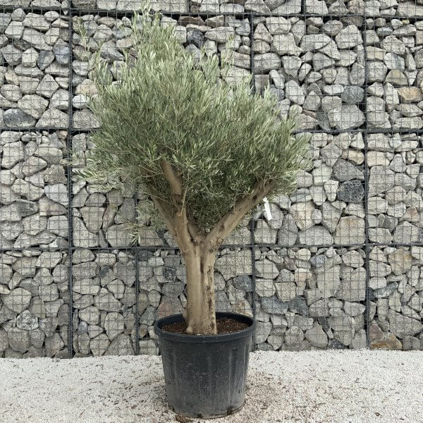 Tuscan Olive Tree XXL Fluted/Chunky Multistem J029 - 3B9E1FC5 EE70 4653 B8DE 559A8C848733 scaled