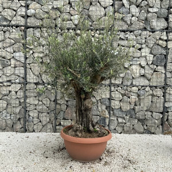 Olive Tree Gnarled XXL Natural Crown (In Patio Pot) H945 - 3CA9B86A 1835 479C 972D 4F80BA6E780B scaled