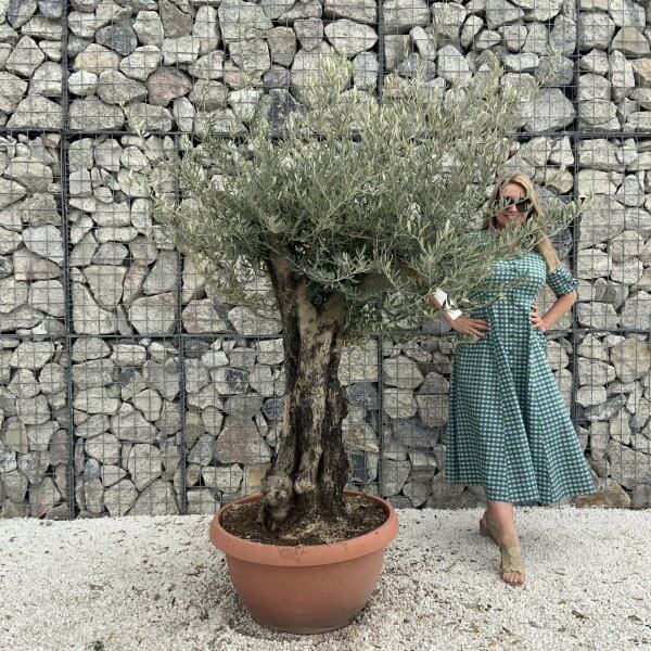 Olive Tree Gnarled XXL Natural Crown (In Patio Pot) H973 - 3D4066E8 9C1D 4D3A B67D 8A22E7D5D3D5 scaled