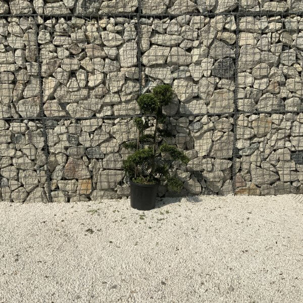 Ilex Crenata Kinme Cloud Tree J236 - 3E0E602E CBFA 4563 991B 13CD18144E8D scaled