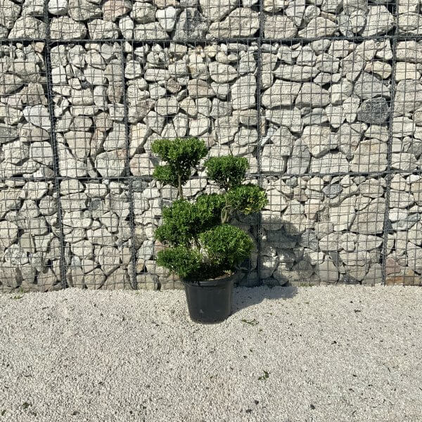 Ilex Maximowicziana Cloud Tree J261 - 3E580AF4 045F 4AF6 9770 A839FBA8FA71 1 201 a scaled