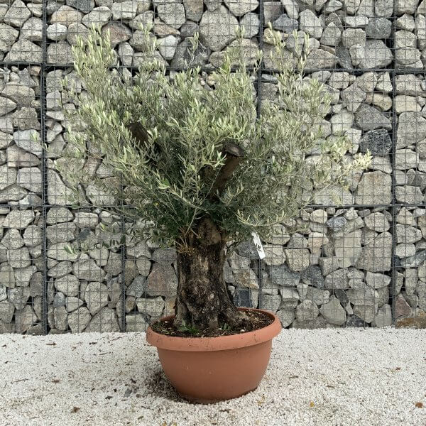 Olive Tree Gnarled XXL Natural Crown (In Patio Pot) H923 - 3EB2DD12 3CE1 47F2 B351 7E3B9F49AE64 scaled