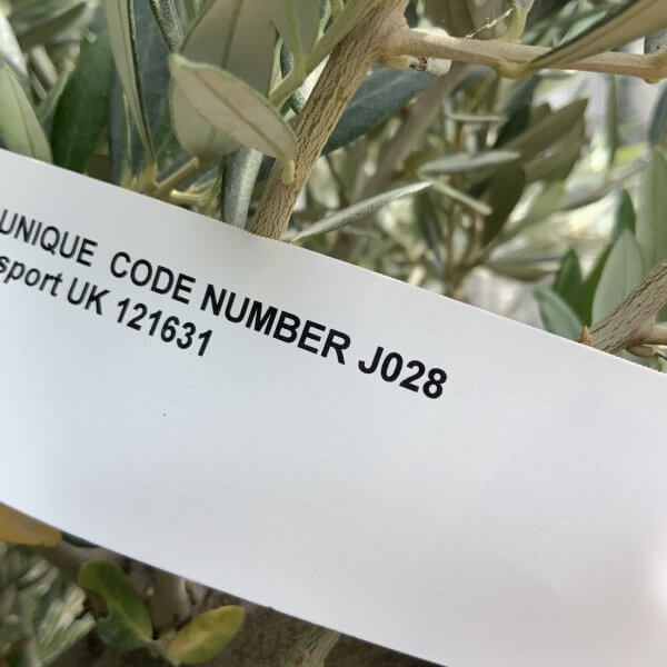 Tuscan Olive Tree XXL Fluted/Chunky Multistem J028 - 40B5DFF9 5C97 4749 ACA0 E9C3784BA874 scaled