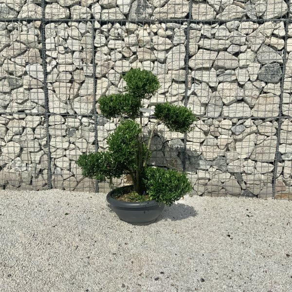 Ilex Maximowicziana Cloud Tree J188 - 41EB05DC 3AF6 487A 8BAA 93521CB5A3E5 1 201 a scaled