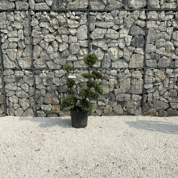 Ilex Crenata Kinme Cloud Tree J205 - 4206F93F BD48 4EBA 94DF 202378D6C832 scaled