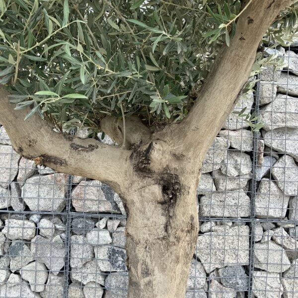 Tuscan Olive Tree XXL Fluted/Chunky Multistem J030 - 42A677E4 B3BA 44EB A829 FDD2D80F72A7 scaled