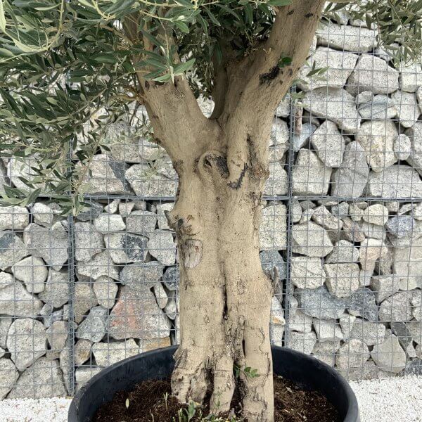 Tuscan Olive Tree XXL Fluted/Chunky Multistem J099 - 42DA30DE 285D 4A3D B508 1664FDB97C83 scaled