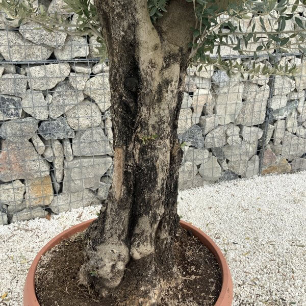 Olive Tree Gnarled XXL Natural Crown (In Patio Pot) H973 - 42ED6A9E EE59 4EA8 9D69 061377DBF417 scaled