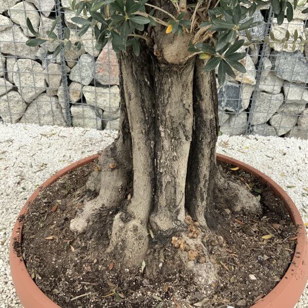 Olive Tree Gnarled XXL Natural Crown (In Patio Pot) H968 - 43871DEA FF62 4765 8C35 90BFFE2C58EE scaled