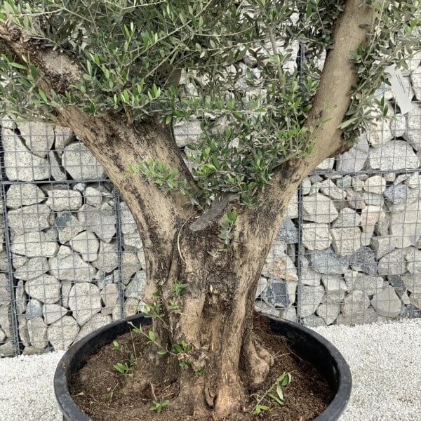 Gnarled Olive Tree XL Multi Stem Low Bowl H559 - 43D603A3 8E97 477F BF34 161F21DF83F6 1 105 c