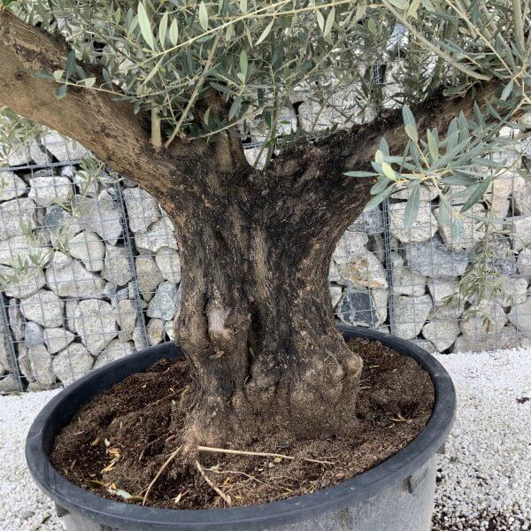 Gnarled Olive Tree XL Multi Stem Low Bowl J172 - 440CED44 DFD8 46FB 8781 BA536E0F69E2 scaled