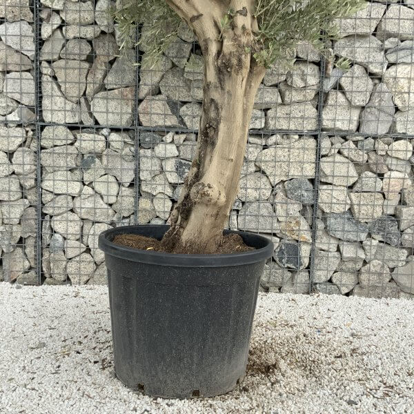 Tuscan Olive Tree XXL Fluted/Chunky Multistem J069 - 44C73EE8 646C 406D 915E A8D2AFBABAF0 scaled