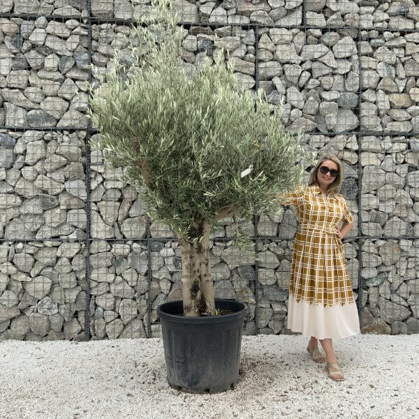 Tuscan Olive Tree XXL Fluted/Chunky Multistem J040 - 45C7EC34 DD68 4951 AA41 D48DFA04A066 scaled