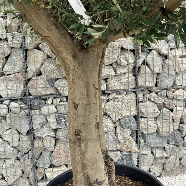 Tuscan Olive Tree XXL Fluted/Chunky Multistem J051 - 469DDB8E D924 4662 B61F 8F4C8E27B661 scaled