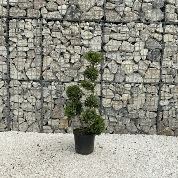 Ilex Crenata Kinme Pom Pon Cloud Tree J218 - 472AD40D 6343 4FE5 B01C 44417292EF5B scaled