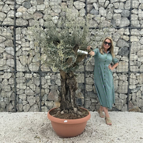 Olive Tree Gnarled XXL Natural Crown (In Patio Pot) H961 - 47874BDE B393 4F53 A9F3 CF741C7BBB19 scaled