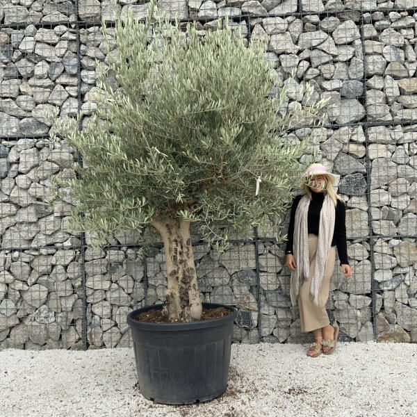 Tuscan Olive Tree XXL Fluted/Chunky Multistem J142 - 487FEDA5 B0D2 42AB B7D1 B3070059405E scaled