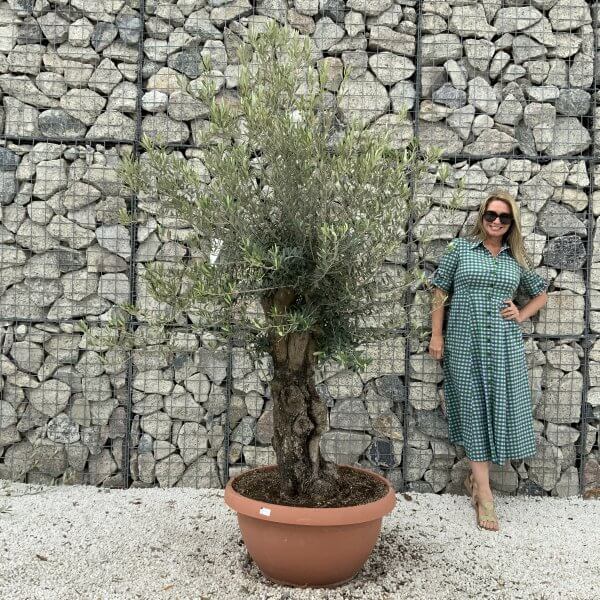 Olive Tree Gnarled XXL Natural Crown (In Patio Pot) H948 - 493CECC4 4906 45EF B95A A37711EAED7A scaled