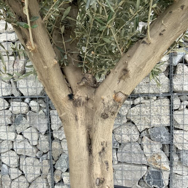 Tuscan Olive Tree XXL Fluted/Chunky Multistem J029 - 49565F99 6404 483F 8D31 5D9318ACE348 scaled