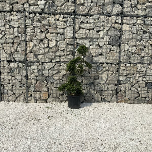 Ilex Crenata Kinme Cloud Tree J232 - 4A8BF82B 6521 49FC 9C63 3886EAF9D96D 1 201 a scaled