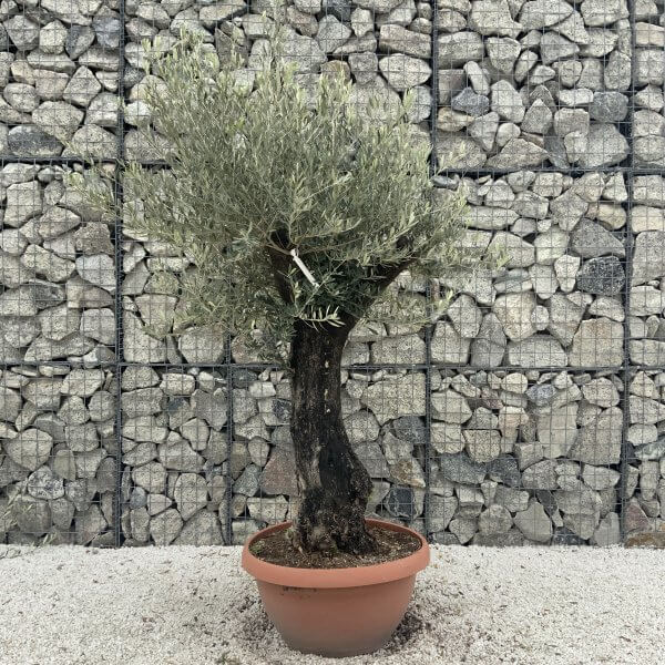 Olive Tree Gnarled XXL Natural Crown (In Patio Pot) H960 - 4B1DAB41 9D18 4F29 9017 FD029A7793C1 scaled