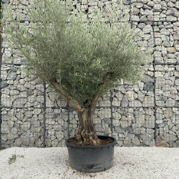 Gnarled Olive Tree XL Multi Stem Low Bowl J156 - 4B3B6333 E170 411F 8C15 A98B50815BAD scaled