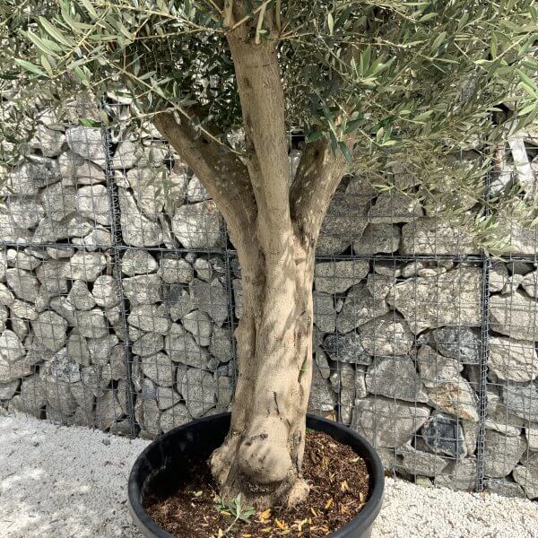 Tuscan Olive Tree XXL Fluted/Chunky Multistem J121 - 4B822D6B FF50 4E5A AAD2 8C237642D16B scaled