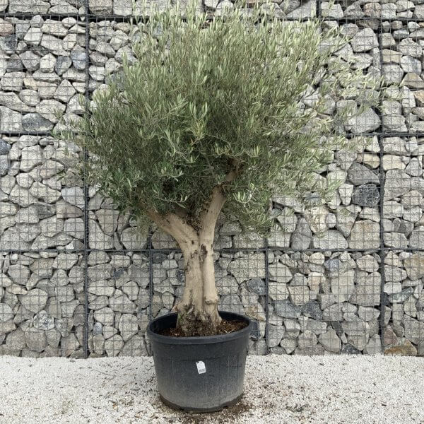 Tuscan Olive Tree XXL Fluted/Chunky Multistem J116 - 4B844838 076F 44EE B931 8C9F2DC8098B 1 105 c