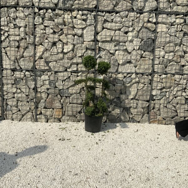 Ilex Crenata Kinme Cloud Tree J237 - 4D5B93E4 CAA7 4392 ABE6 28B8605D7FD1 scaled