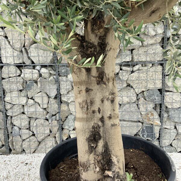 Tuscan Olive Tree XXL Fluted/Chunky Multistem J040 - 4E233771 5A8C 4C7B BF06 B35902D6C5E2 scaled