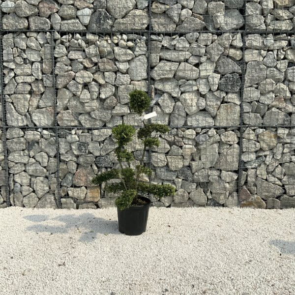 Ilex Crenata Kinme Cloud Tree J208 - 4F918C8D 2F30 4C29 A247 25C48F86AD4E scaled