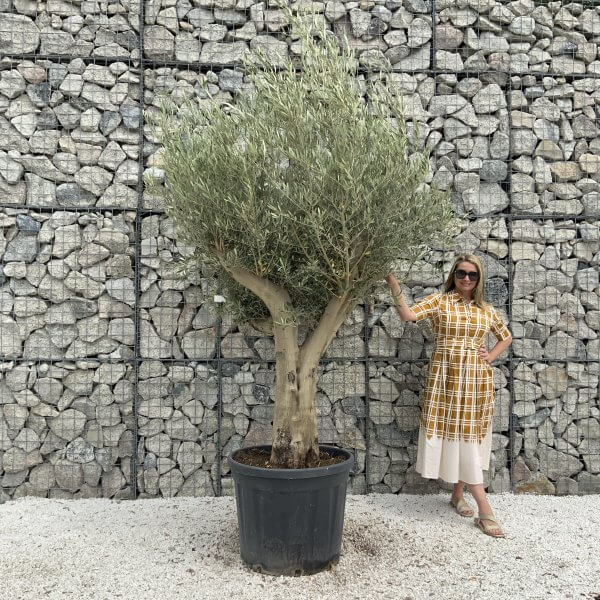 Tuscan Olive Tree XXL Fluted/Chunky Multistem J061 - 4FBD85ED F085 48EF 9421 BC1EB3361CDD scaled