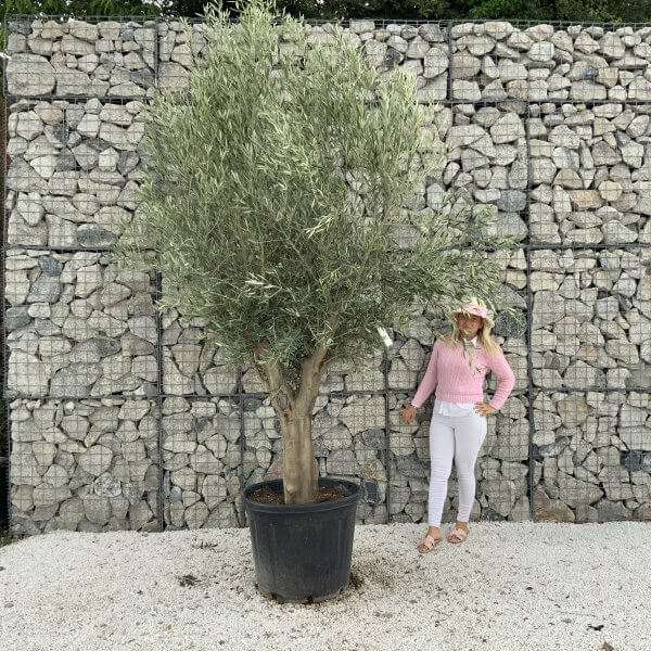 Tuscan Olive Tree XXL Fluted/Chunky Multistem J074 - 515E5C8D 68B0 4EEF 8F91 8D2B8A19B0C6 1 scaled