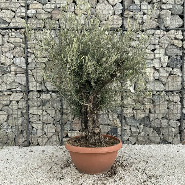 Olive Tree Gnarled XXL Natural Crown (In Patio Pot) H946 - 51DF65B0 EA59 46BF B9A5 302F97D782AC scaled